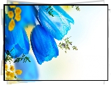 Kwiat, Tulipany, Artystyczny