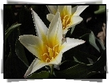 Tulipany, Kwiat