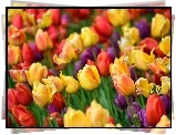 Tulipany, Kwiaty