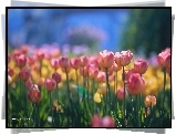 Tulipany, Kwiaty