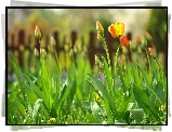 Tulipany, Kwiaty