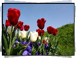 Tulipany, Kwiaty