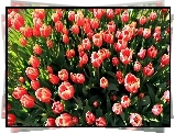 Tulipany, Kwiaty