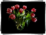 Tulipany, Kwiaty