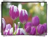 Tulipany, Kwiaty