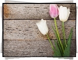 Tulipany, Kwiaty