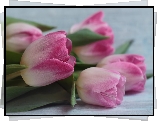 Kwiaty, Różowo-białe, Tulipany