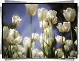 Kwiaty, Tulipany, Białe