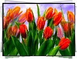 Tulipany, Czerwone, Kwiaty, Grafika