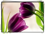 Kwiaty, Tulipany, Fioletowe