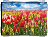 Tulipany, Kolorowe, Kwiaty, Pole