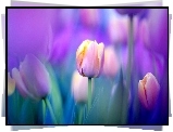 Kwiaty, Tulipany, Kolorowe