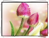 Kwiaty, Tulipany, Krople