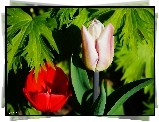 Kwiaty, Tulipany, Liście
