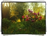 Tulipany, Magnolie, Kwiaty, Wiosna
