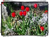 Kwiaty, Tulipany, Ogródek
