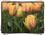 Kwiaty, Tulipany pełne