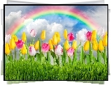 Kwiaty, Tulipany, Tecza