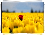 Kwiaty, Tulipany, Wiosna