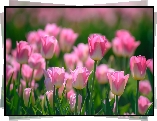 Kwiaty, Tulipany, Wiosna