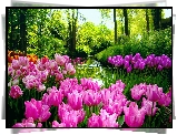 Tulipany, Rzeka, Las, Wiosna