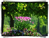 Tulipany, Las