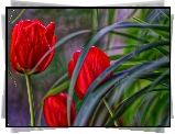 Tulipany, Liście