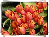 Tulipany, Liście