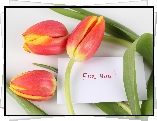 Tulipany, Liścik