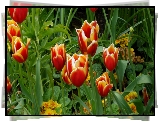 Tulipany, Listki