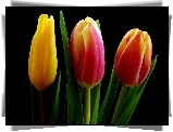 Tulipany, Listki
