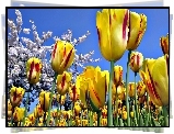 Tulipany, Makro