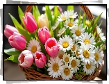 Kwiaty, Tulipany, Margerytki, Wiklinowy, Koszyk