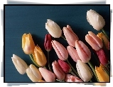 Tulipany, Kolorowe, Niebieskie, Tło