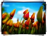 Tulipany, Niebo