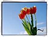 Tulipany, Niebo