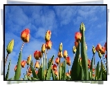 Tulipany, Niebo