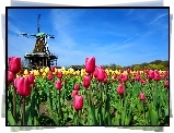 Niebo, Tulipany, Wiatrak