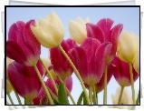 Tulipany, Łodygi