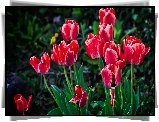Tulipany, Ogród