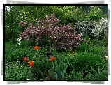 Ogród, Tulipany, Krzewy