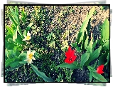 Ogród, Tulipany, Rośliny
