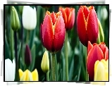 Tulipany, Czerwone, Żółte, Białe