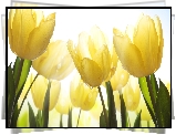 Żółte, Tulipany, Kwiaty
