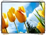 Żółte, Tulipany, Niebo