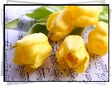 Żółte, Tulipany, Nuty