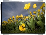 Żółte, Tulipany, Plantacja