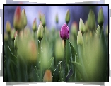 Tulipany, Pączki