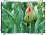 Tulipany, Pączki