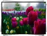 Tulipany, Pajęczyna